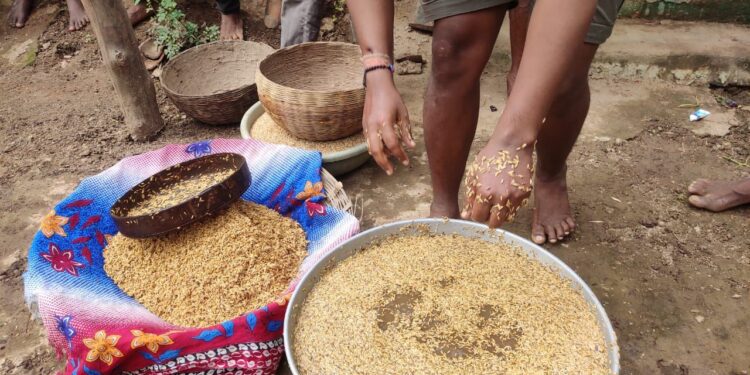 कोरची तालुका कृषि विभागाकडून राबविली जात आहे बिजप्रक्रिया मोहिम