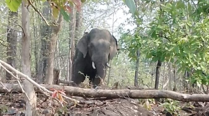 दोन बळी घेणारा रानटी हत्ती गावच्या वेशीवर,परिसरात एकच दहशत मात्र वन अधिकाऱ्यांचे दुर्लक्ष