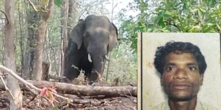 ‘त्या’ रानटी हत्तीने घेतला आणखी एक बळी; तेलंगाणानंतर महाराष्ट्रातही दहशत