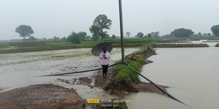 वढोली येथील दोन बंधारे फुटले;शेकडो हेक्टर शेतजमीन पाण्याखाली