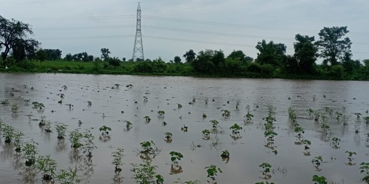 कधी होणार सर्वे, कसा करणार पंचनामा, ७७०६ हे.हून अधिक क्षेत्र बाधित