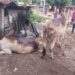 पाचगाव येथील गोठ्याला भीषण आग: लाखोंचे नुकसान, एक बैल मृत्युमुखी