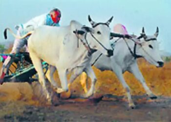 सर्जा-राज्या हुर्रर्र… तुळशी वृंदावन यात्रेत शंकरपटाची जय्यत तयारी!