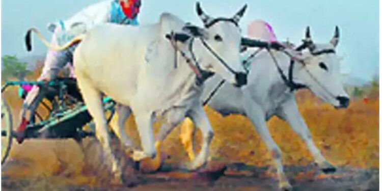 सर्जा-राज्या हुर्रर्र… तुळशी वृंदावन यात्रेत शंकरपटाची जय्यत तयारी!