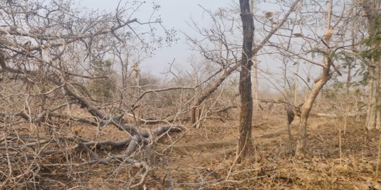कमलापूर वनपरिक्षेत्रात अवैध वृक्षतोड;माहिती देण्यास अधिकाऱ्यांची टाळाटाळ