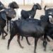 परसोडा येथे मेंढपाळाच्या गोठ्यातून बकऱ्या चोरी, तालुक्यात टोळी सक्रिय