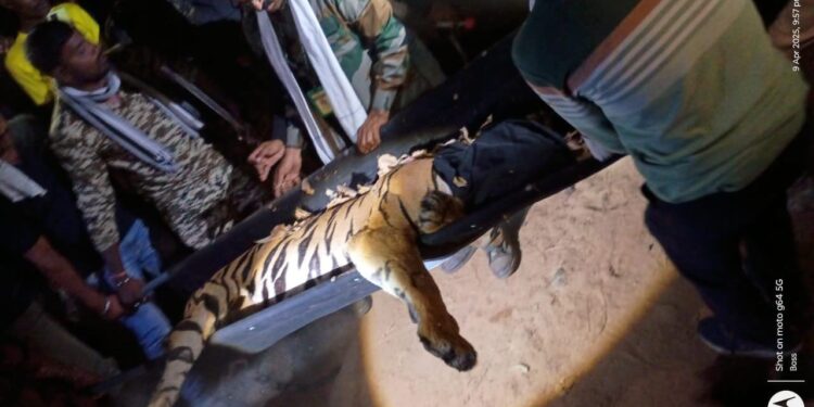 ३ बळी घेणारी नरभक्षक वाघीण अखेर जेरबंद : वनविभागाला मोठे यश