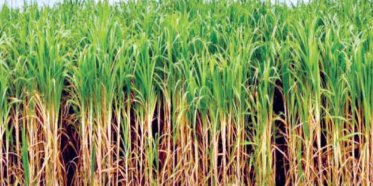 शेतकऱ्यांचे ऊस बिल न मिळाल्याने आर्थिक संकटात वाढ