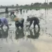 रोवणीला पाण्याचा ब्रेक! गोसीखुर्दचे पाणी तातडीने सोडा – शेतकऱ्यांची मागणी