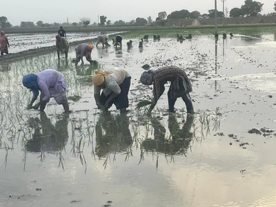 रोवणीला पाण्याचा ब्रेक! गोसीखुर्दचे पाणी तातडीने सोडा – शेतकऱ्यांची मागणी