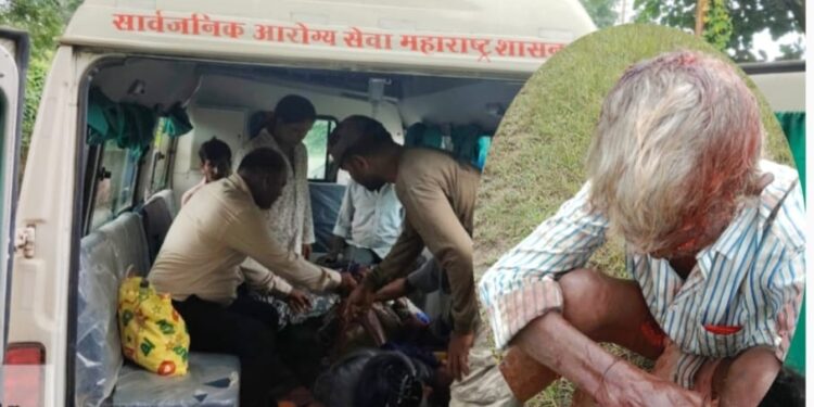हातात फक्त काठी, समोर डरकाळी फोडणारा वाघ, अन्….गडचिरोलीत थरारक घटना