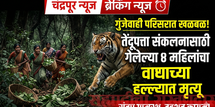 गुंजेवाही परिसरात खळबळ : तेंदूपत्ता संकलनासाठी गेलेल्या चार महिलांचा वाघाच्या हल्ल्यात मृत्यू