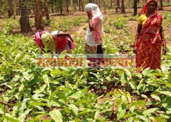 आक्सासापूर तेंदू युनिटचा ५ व्या फेरीत लिलाव :हजारो मजुरांना दिलासा