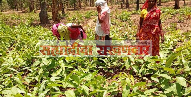 आक्सासापूर तेंदू युनिटचा ५ व्या फेरीत लिलाव :हजारो मजुरांना दिलासा