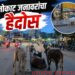 मोकाट जनावरांचा हैदोस; ग्रामपंचायतीचा निष्काळजीपणा नागरिकांच्या जीवावर बेतणार?