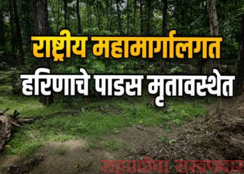 राष्ट्रीय महामार्गालगत हरिणाचे पाडस मृतावस्थेत; वनविभागाच्या पथकाची प्रतीक्षा