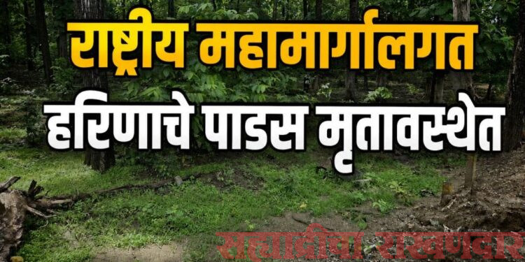 राष्ट्रीय महामार्गालगत हरिणाचे पाडस मृतावस्थेत; वनविभागाच्या पथकाची प्रतीक्षा
