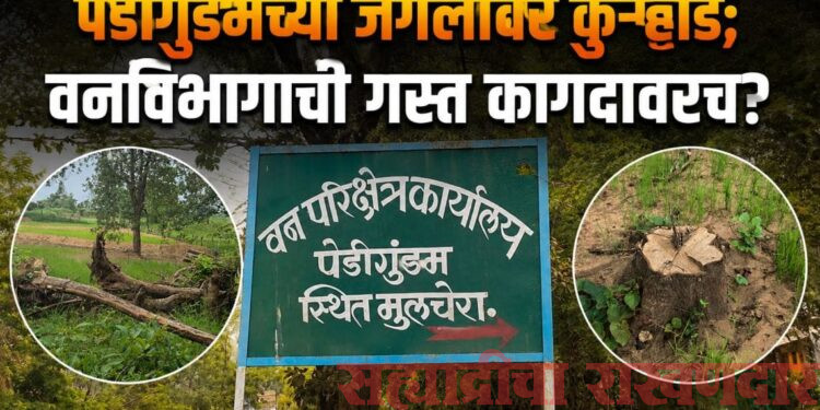 पेडीगुडमच्या जंगलावर कुऱ्हाड; वनविभागाची गस्त कागदावरच? अवैध वृक्षतोडीने वनसंपदेचा ऱ्हास