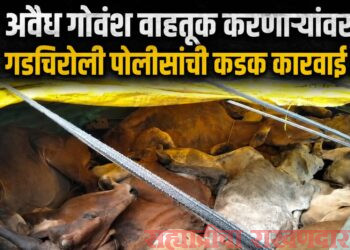 गोवंश वाहतुकीवर पोलिसांचा ‘सर्जिकल स्ट्राईक’:32 जनावरांसह 19.60 लाखांचा मुद्देमाल जप्त,चार जण अटकेत, तिघांचा शोध सुरू