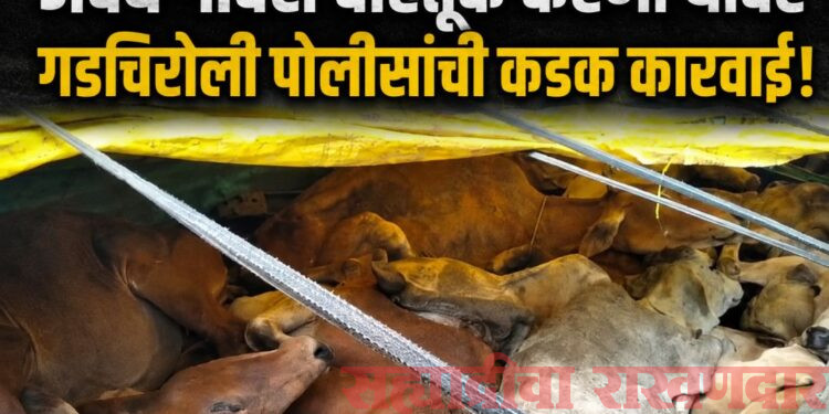 गोवंश वाहतुकीवर पोलिसांचा ‘सर्जिकल स्ट्राईक’:32 जनावरांसह 19.60 लाखांचा मुद्देमाल जप्त,चार जण अटकेत, तिघांचा शोध सुरू