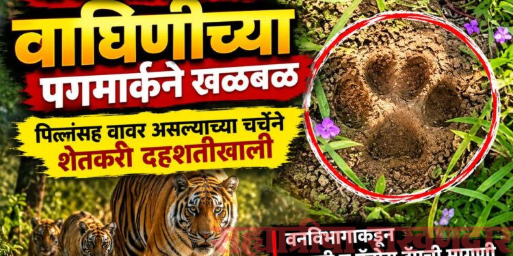 धाबा शेतशिवारात वाघिणीच्या पगमार्कने खळबळ
