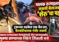 मालक रुग्णालयात, जखमी बैलाजवळ ‘शेरू’चा पहारा!