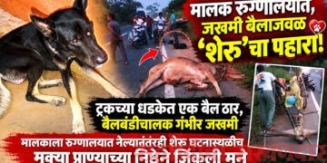 मालक रुग्णालयात, जखमी बैलाजवळ ‘शेरू’चा पहारा!