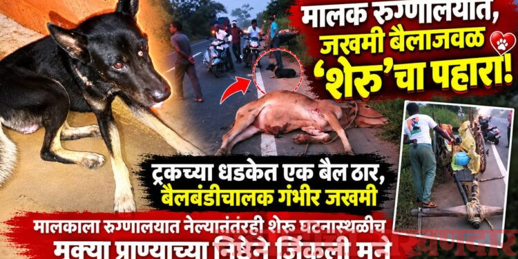 मालक रुग्णालयात, जखमी बैलाजवळ ‘शेरू’चा पहारा!