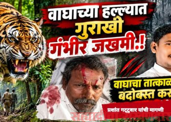 वाघाच्या हल्ल्यात गुराखी गंभीर जखमी; तातडीने बंदोबस्त करण्याची मागणी